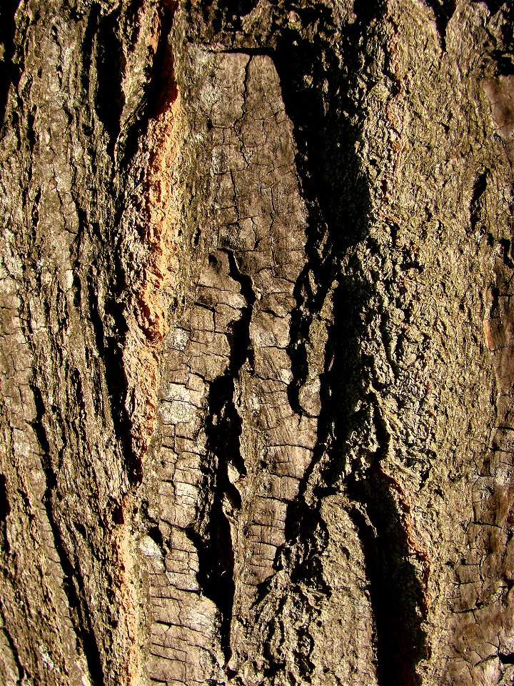 Détail de l'écorce de Melia azedarach au jardin des Plantes de Paris. photo