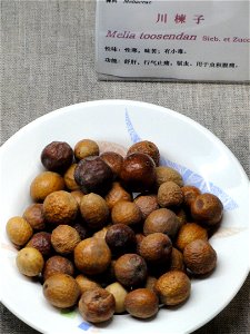 Fruits of Melia azedarach (syn. M. toosendan) exhibited in the Kunming Botanical Garden, Kunming, Yunnan, China.