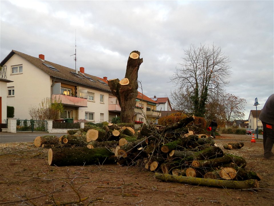 Das Eschen-Ahorn (Acer negundo) an der Berlinallee in Hockenheim wird gefällt