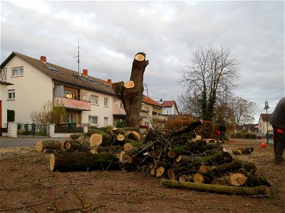 Das Eschen-Ahorn (Acer negundo) an der Berlinallee in Hockenheim wird gefällt