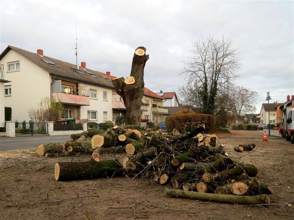 Das Eschen-Ahorn (Acer negundo) an der Berlinallee in Hockenheim wird gefällt