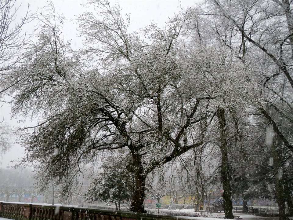 Eschen-Ahorn (Acer negundo) am Staden in Saarbrücken (Schneefall am 7. März 2016)