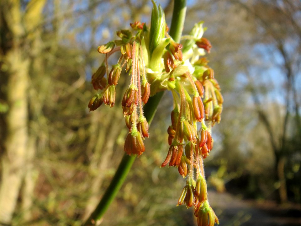 Eschen-Ahorn (Acer negundo) im Hockenheimer Rheinbogen