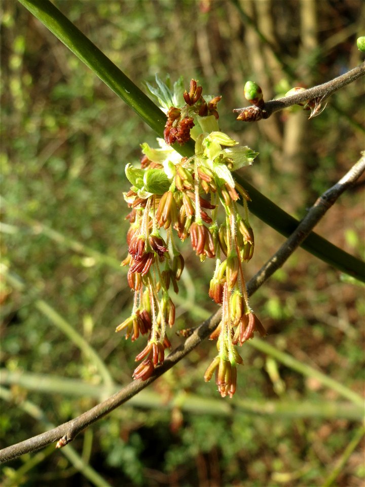 Eschen-Ahorn (Acer negundo) im Hockenheimer Rheinbogen