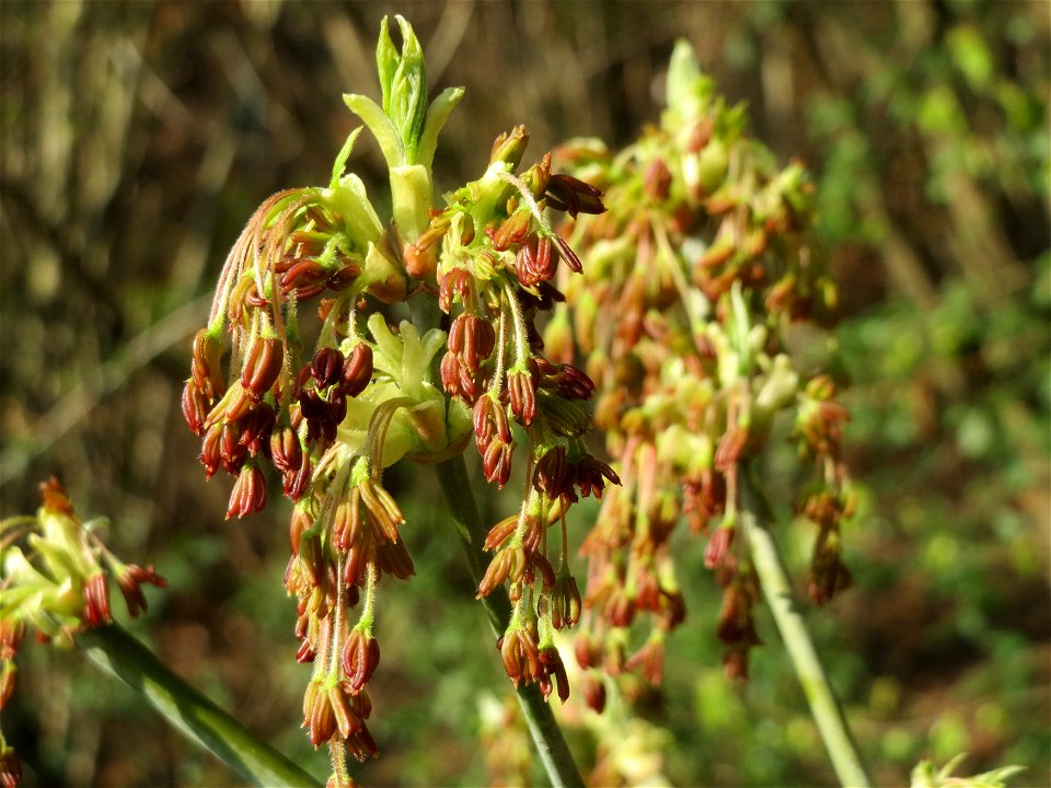 Eschen-Ahorn (Acer negundo) im Hockenheimer Rheinbogen