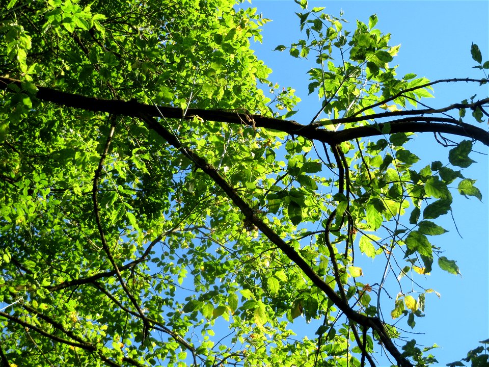 Eschen-Ahorn (Acer negundo) im Rodenhoferdell in Alt-Saarbrücken