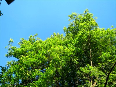 Eschen-Ahorn (Acer negundo) im Rodenhoferdell in Alt-Saarbrücken