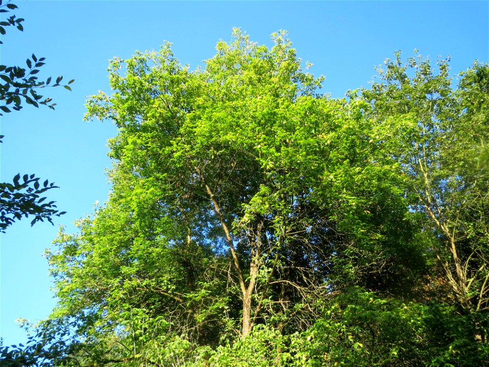 Eschen-Ahorn (Acer negundo) im Rodenhoferdell in Alt-Saarbrücken