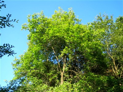 Eschen-Ahorn (Acer negundo) im Rodenhoferdell in Alt-Saarbrücken photo