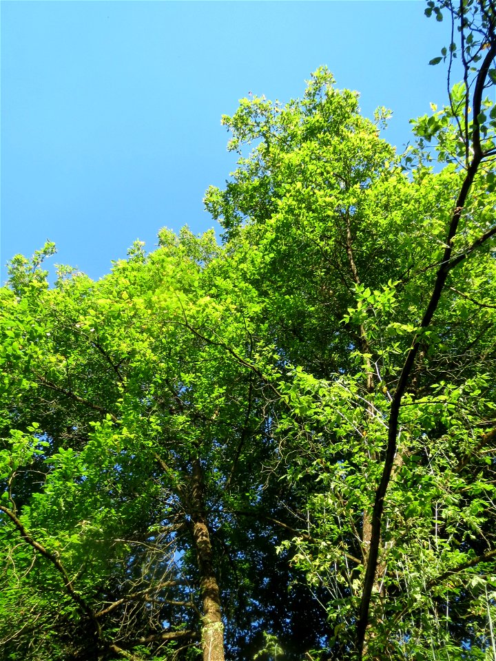 Eschen-Ahorn (Acer negundo) im Rodenhoferdell in Alt-Saarbrücken