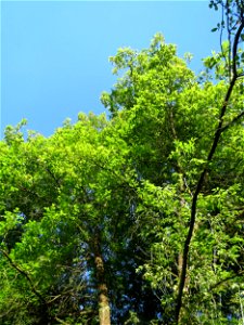 Eschen-Ahorn (Acer negundo) im Rodenhoferdell in Alt-Saarbrücken