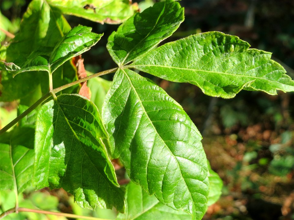 Laub eines jungen ausgewilderten Eschen-Ahorns (Acer negundo) im Schwetzinger Hardt