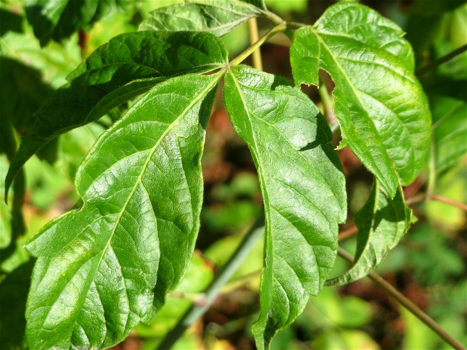Laub eines jungen ausgewilderten Eschen-Ahorns (Acer negundo) im Schwetzinger Hardt