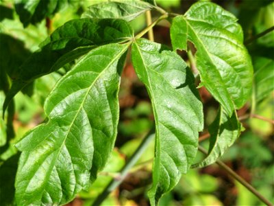 Laub eines jungen ausgewilderten Eschen-Ahorns (Acer negundo) im Schwetzinger Hardt