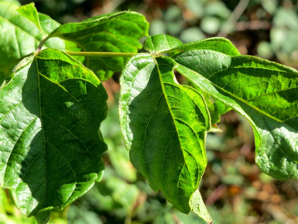 Laub eines jungen ausgewilderten Eschen-Ahorns (Acer negundo) im Schwetzinger Hardt