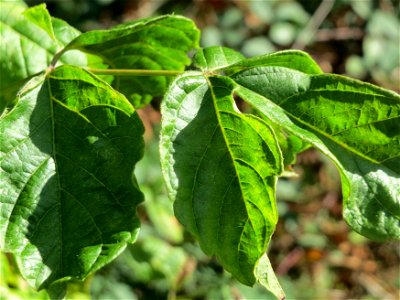 Laub eines jungen ausgewilderten Eschen-Ahorns (Acer negundo) im Schwetzinger Hardt