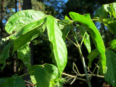 Laub eines jungen ausgewilderten Eschen-Ahorns (Acer negundo) im Schwetzinger Hardt