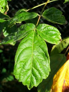 Laub eines jungen ausgewilderten Eschen-Ahorns (Acer negundo) im Schwetzinger Hardt