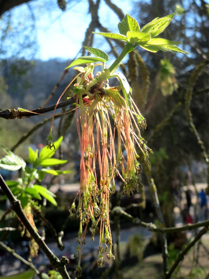 Eschen-Ahorn (Acer negundo) am Staden in Saarbrücken
