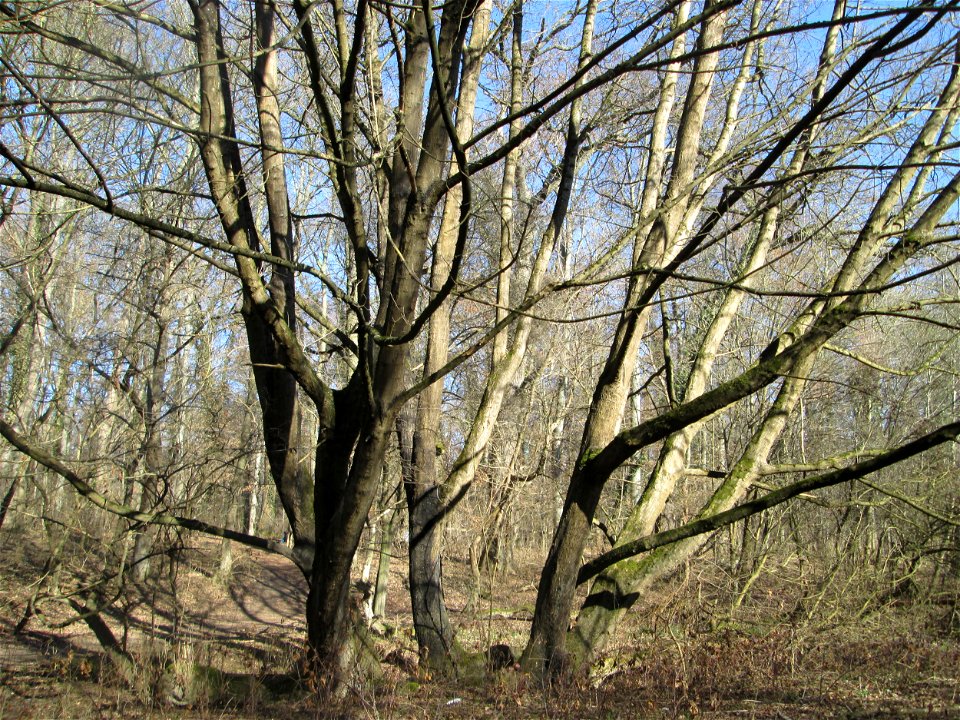 Eschen-Ahorn (Acer negundo) im Naturschutzgebiet „Bei der Silberpappel“ im Waldpark Mannheim, ursprünglich aus Nordamerika, gedeiht hier in Auenwäldern im Querco-Ulmetum aus dem Verband Alno-Ulmion