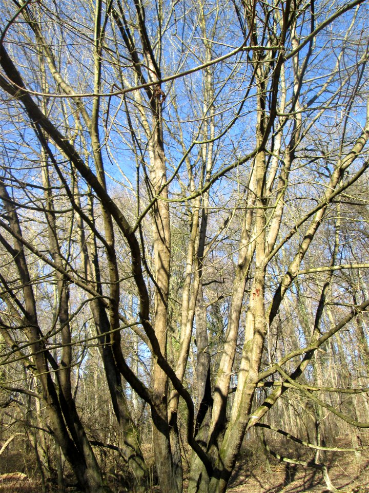 Eschen-Ahorn (Acer negundo) im Naturschutzgebiet „Bei der Silberpappel“ im Waldpark Mannheim, ursprünglich aus Nordamerika, gedeiht hier in Auenwäldern im Querco-Ulmetum aus dem Verband Alno-Ulmion