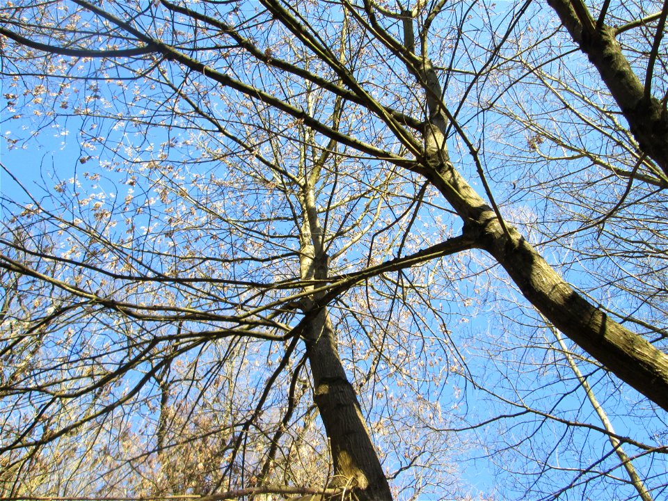Eschen-Ahorn (Acer negundo) im Naturschutzgebiet „Bei der Silberpappel“ im Waldpark Mannheim, ursprünglich aus Nordamerika, gedeiht hier in Auenwäldern im Querco-Ulmetum aus dem Verband Alno-Ulmion