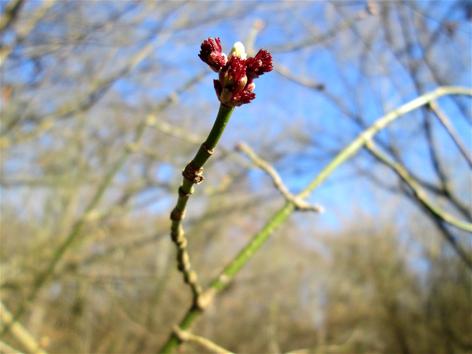 Eschen-Ahorn (Acer negundo) im Naturschutzgebiet „Bei der Silberpappel“ im Waldpark Mannheim, ursprünglich aus Nordamerika, gedeiht hier in Auenwäldern im Querco-Ulmetum aus dem Verband Alno-Ulmion