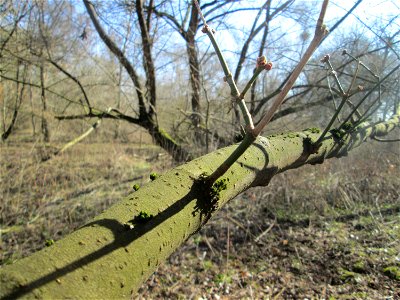 Eschen-Ahorn (Acer negundo) im Naturschutzgebiet „Bei der Silberpappel“ im Waldpark Mannheim, ursprünglich aus Nordamerika, gedeiht hier in Auenwäldern im Querco-Ulmetum aus dem Verband Alno-Ulmion