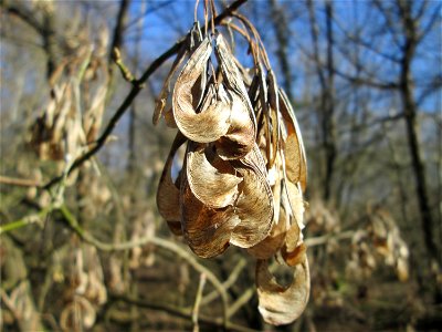 Eschen-Ahorn (Acer negundo) im Naturschutzgebiet „Bei der Silberpappel“ im Waldpark Mannheim, ursprünglich aus Nordamerika, gedeiht hier in Auenwäldern im Querco-Ulmetum aus dem Verband Alno-Ulmion