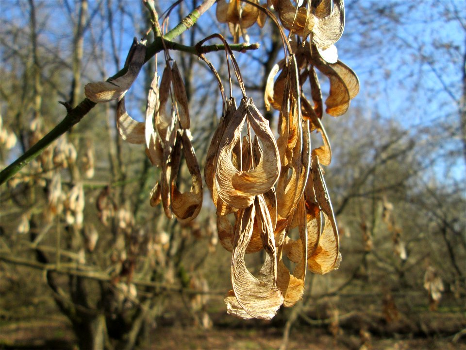 Eschen-Ahorn (Acer negundo) im Naturschutzgebiet „Bei der Silberpappel“ im Waldpark Mannheim, ursprünglich aus Nordamerika, gedeiht hier in Auenwäldern im Querco-Ulmetum aus dem Verband Alno-Ulmion