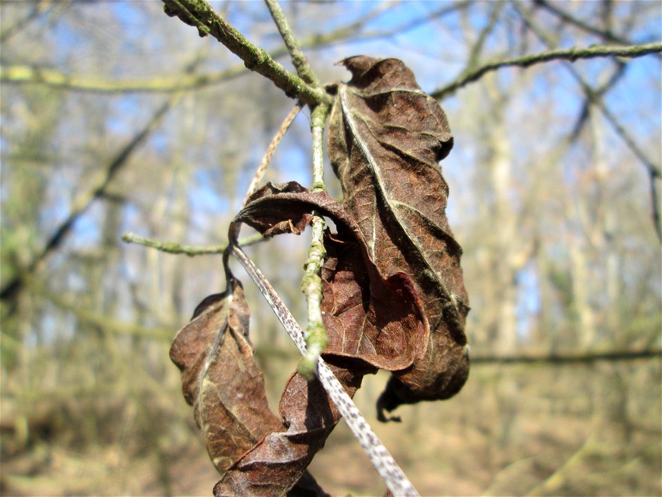 Eschen-Ahorn (Acer negundo) im Naturschutzgebiet „Bei der Silberpappel“ im Waldpark Mannheim, ursprünglich aus Nordamerika, gedeiht hier in Auenwäldern im Querco-Ulmetum aus dem Verband Alno-Ulmion