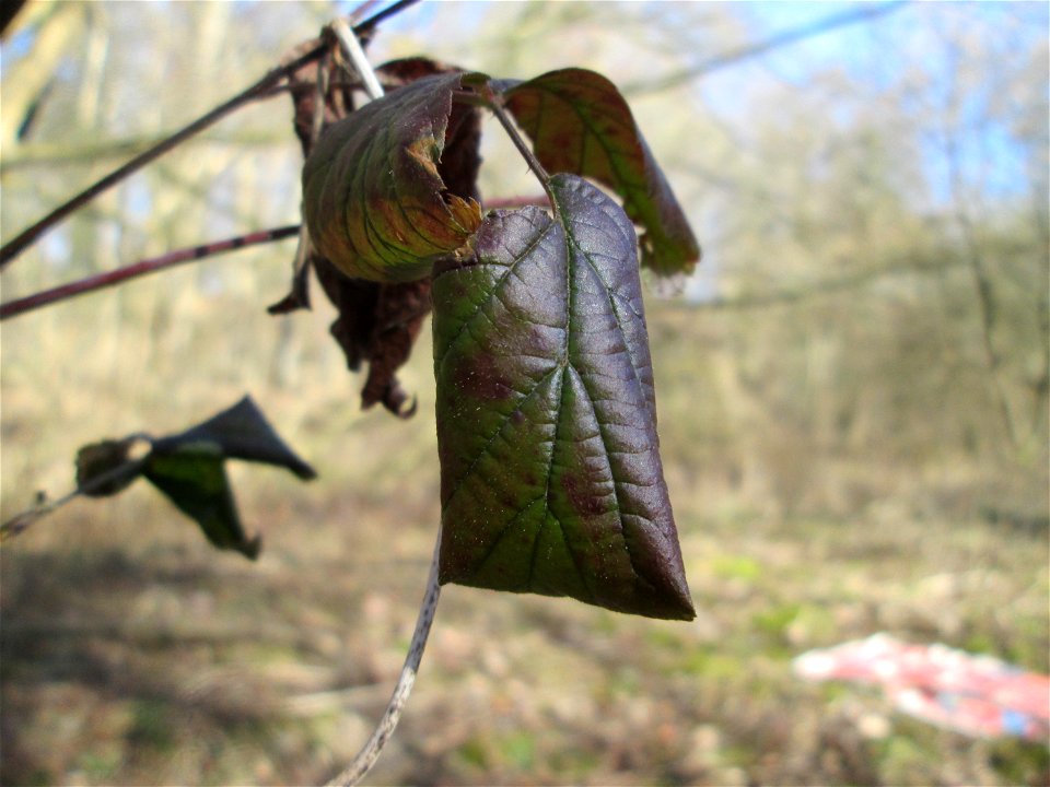 Eschen-Ahorn (Acer negundo) im Naturschutzgebiet „Bei der Silberpappel“ im Waldpark Mannheim, ursprünglich aus Nordamerika, gedeiht hier in Auenwäldern im Querco-Ulmetum aus dem Verband Alno-Ulmion