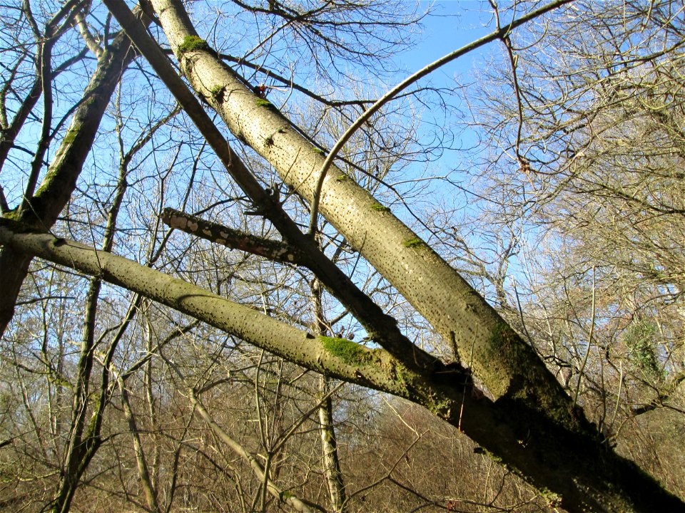 Eschen-Ahorn (Acer negundo) im Naturschutzgebiet „Bei der Silberpappel“ im Waldpark Mannheim, ursprünglich aus Nordamerika, gedeiht hier in Auenwäldern im Querco-Ulmetum aus dem Verband Alno-Ulmion