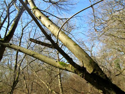 Eschen-Ahorn (Acer negundo) im Naturschutzgebiet „Bei der Silberpappel“ im Waldpark Mannheim, ursprünglich aus Nordamerika, gedeiht hier in Auenwäldern im Querco-Ulmetum aus dem Verband Alno-Ulmion