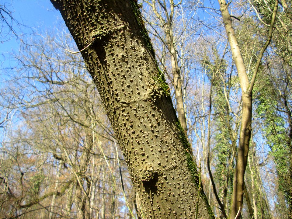 Eschen-Ahorn (Acer negundo) im Naturschutzgebiet „Bei der Silberpappel“ im Waldpark Mannheim, ursprünglich aus Nordamerika, gedeiht hier in Auenwäldern im Querco-Ulmetum aus dem Verband Alno-Ulmion