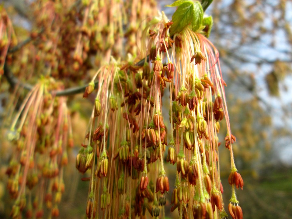 Blühendes Eschen-Ahorn (Acer negundo) in Saarbrücken