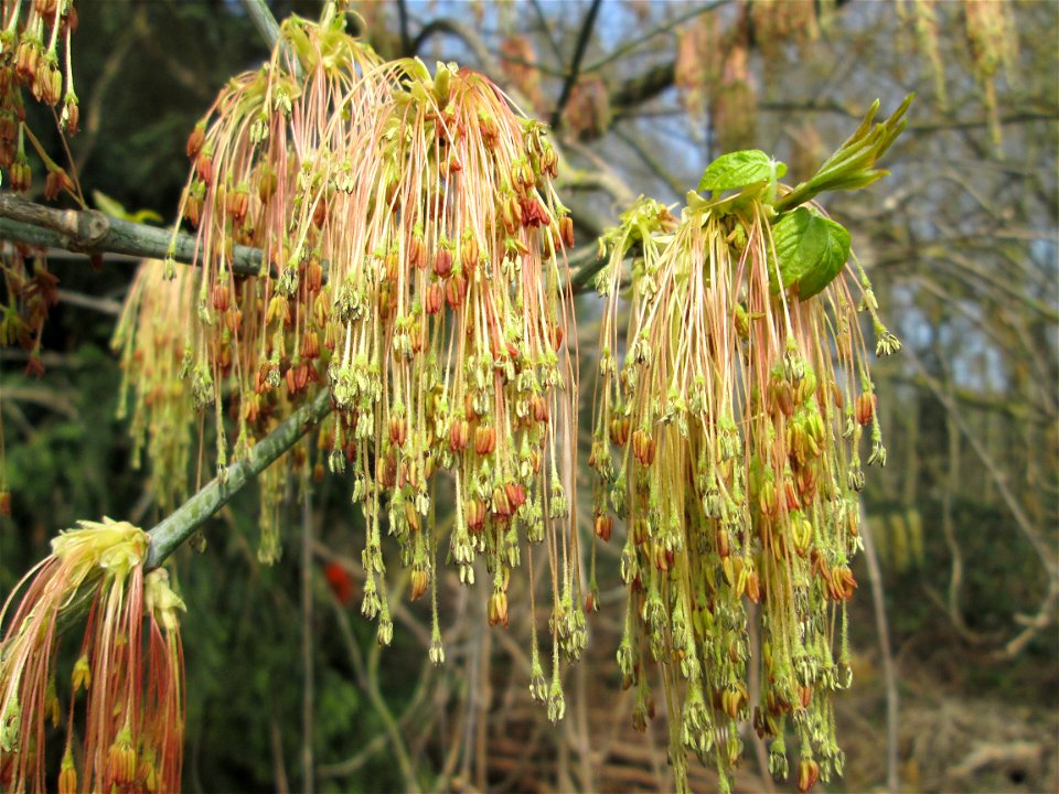 Blühendes Eschen-Ahorn (Acer negundo) in Saarbrücken