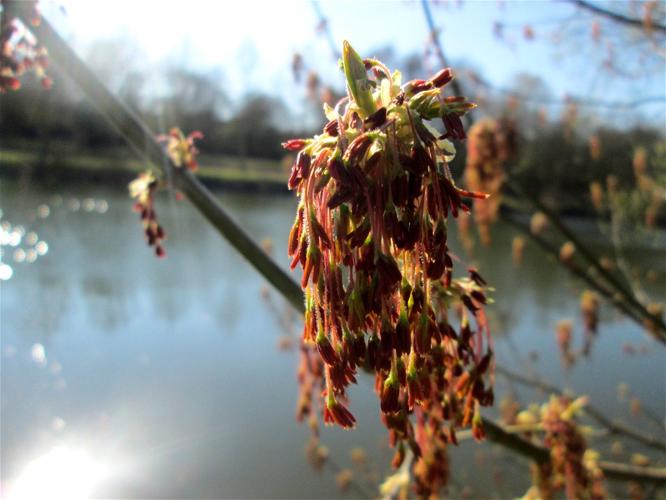 Blühendes Eschen-Ahorn (Acer negundo) an der Saar im Naturschutzgebiet "St. Arnualer Wiesen"