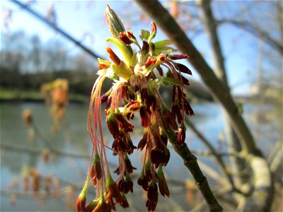 Blühendes Eschen-Ahorn (Acer negundo) an der Saar im Naturschutzgebiet "St. Arnualer Wiesen"
