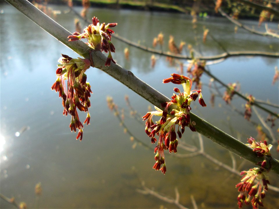 Blühendes Eschen-Ahorn (Acer negundo) an der Saar im Naturschutzgebiet "St. Arnualer Wiesen" - Ursprung: Nordamerika, invasiv an Flußauen