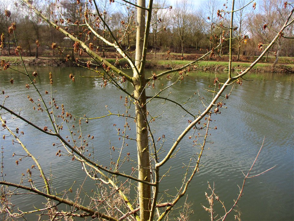 Blühendes Eschen-Ahorn (Acer negundo) an der Saar im Naturschutzgebiet "St. Arnualer Wiesen"