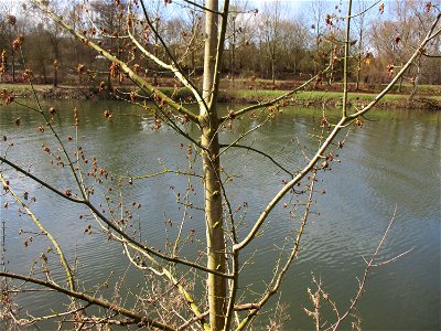 Blühendes Eschen-Ahorn (Acer negundo) an der Saar im Naturschutzgebiet "St. Arnualer Wiesen"