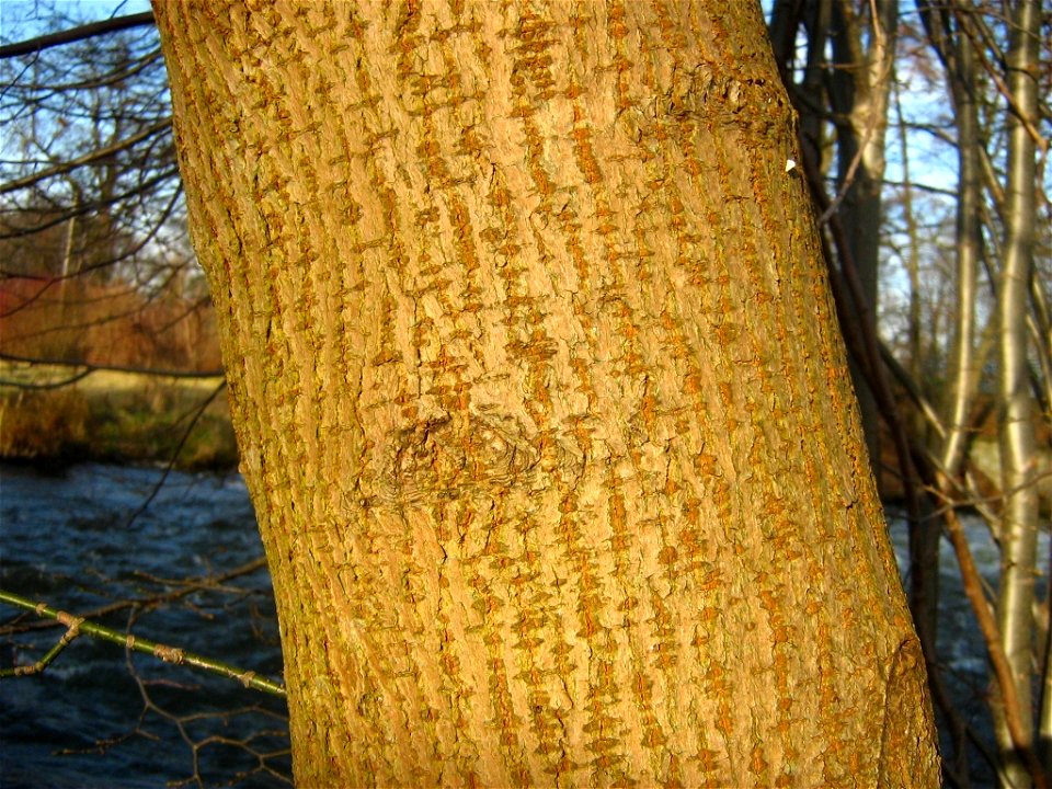 Deutsch:  Die Rinde am Stamm eines Eschenblättrigen Ahorns, fotografiert an der Havel in Oranienburg (Landkreis Oberhavel, Brandenburg).52°46′27.5″N 13°14′44.0″E﻿ / ﻿52.774306°N 13.2