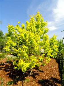 Acer negundo 'Kelly's Gold' - United States Botanic Garden, Washington, DC, USA. photo