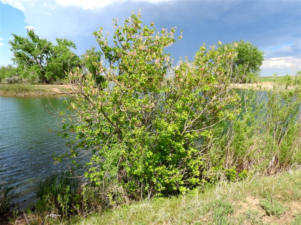 boxelder (Acer negundo), Rocky Mountain Arsenal NWR, CO, US