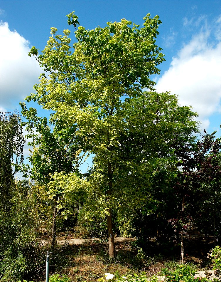 Acer negundo 'Aureovariegatum'. Photo has been taken in Belgium.