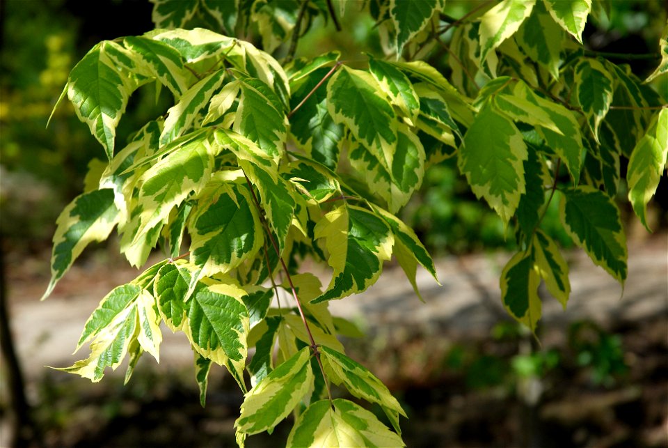 Acer negundo 'Aureovariegatum'. Photo has been taken in Belgium.