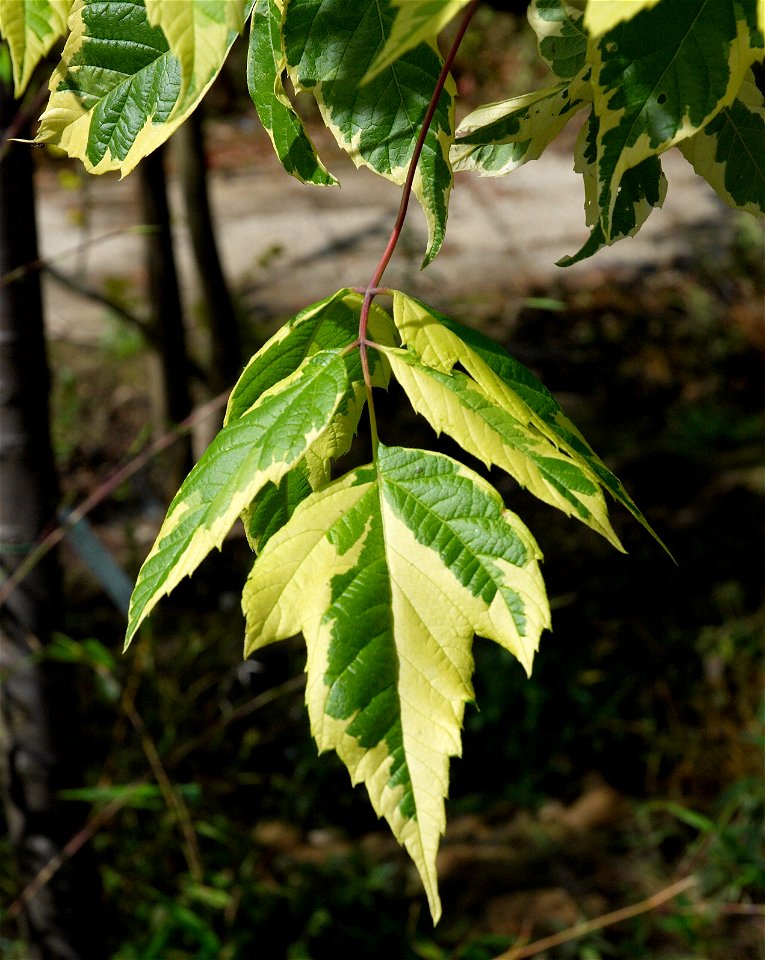Acer negundo 'Aureovariegatum'. Photo has been taken in Belgium.