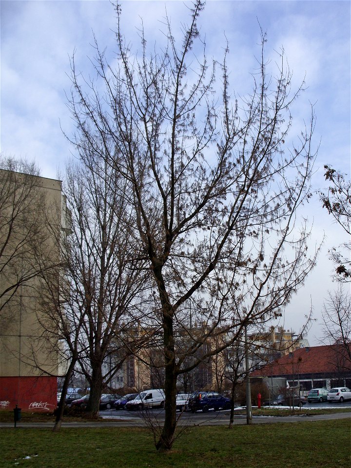 Acer Negundo tree in winter