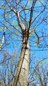 Chadwick Arboretum and Learning Gardens Arboretum North The Ohio State University Columbus, Ohio photo